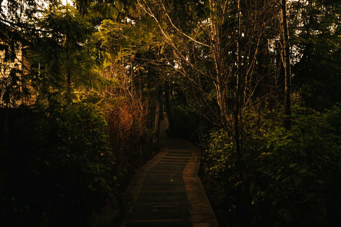 A boardwalk winding through dense woodland at twilight